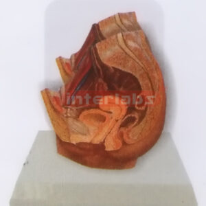 DESK-TYPE, FEMALE HEALTH URINARY PELVIS MODEL WITH DESCRIPTION PLATE