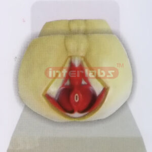 DESK-TYPE, MALE HEALTH PERINEUM MODEL WITH DESCRIPTION PLATE