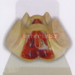DESK- TYPE, FEMALE HEALTH PERINEUM MODEL WITH DESCRIPTION PLATE