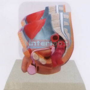 DESK-TYPE, MALE HEALTH URINARY PELVIS MODEL WITH DESCRIPTION PLATE