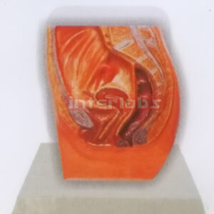DESK-TYPE, FEMALE HEALTH URINARY PELVIS MODEL WITH DESCRIPTION PLATE