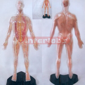 35CM TALL VERTICAL-STYLE, HUMAN NERVES SYSTEM MODEL