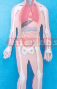 SMALL HANGING HUMAN PRIMARY MODEL OF ORGANS IN THE TORSO