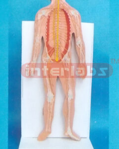 DESK-TYPE, EUR-STYLE 35CM TALL HUMAN NERVES SYSTEM MODEL W/SKELETON AND DESCRITION PLATE