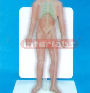 35CM TALL HUMAN SKELETON MODEL WITH DESCRIPTION PLATE