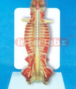 35CM TALL HUMAN SPINAL CORD MODEL IN SPINAL CANAL WITH DESCRIPTION PLATE