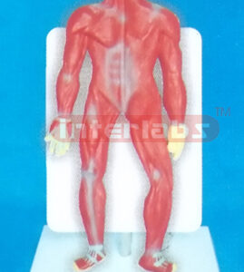DESK TYPE 35CM TALL HUMAN MUSCLES MODEL WITH DESCRIPTION PLATE
