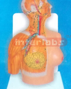 DESK TYPE 35CM TALL HUMAN HEAD ANATOMY MODEL WITH DESCRIPTION PLATE