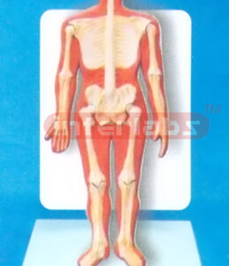 DESK TYPE 35CM TALL HUMAN SKELETON SYSTEM MODEL WITH DESCRIPTION PLATE