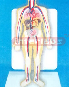 DESK TYPE 35CM TALL HUMAN BLOOD CIRCULATION SYSTEM MODEL WITH DESCRIPTION PLATE
