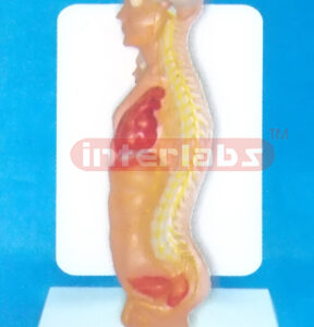DESK TYPE 35CM TALL HUMAN AUTONOMIC NERVOUS SYSTEM MODEL WITH DESCRIPTION PLATE