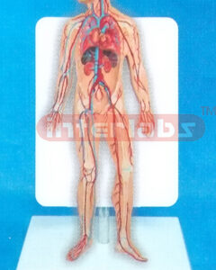 DESK TYPE 35CM TALL HUMAN BLOOD CIRCULATION SYSTEM WITH DESCRIPTION PLATE
