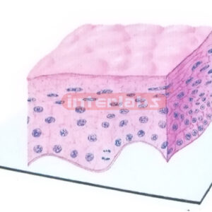 THREE DIMENSIONAL MODEL OF KERATINIZED STRATIFIED SQUAMOUS EPITHELIUM