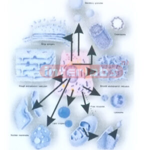 DIAGRAM OF THE ULTRASTRUCTURE OF ORGANELLES FOR HISTOLOGY