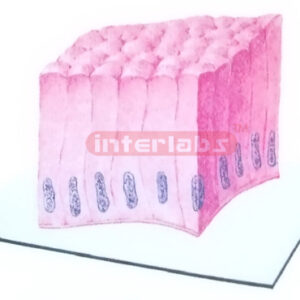 HUMAN THREEDIMENSIONAL MODEL OF SIMPLE COLUMNAR EPITHELIUM
