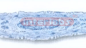 HUMAN MODEL OF ULTRASTRUCTURE OF SMOOTH MUSCLE FIBER