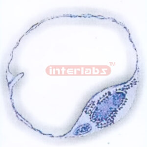 HUMAN CAPILLARY MODEL