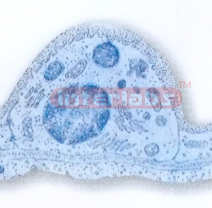 HUMAN MODEL OF ULTRASTRUCTURE OF TYPE II ALVEOLAR CELL