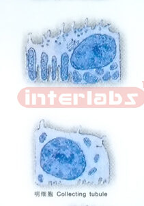 HUMAN CELL COLLECTION (B)
