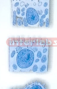 HUMAN CELL COLLECTION (C)