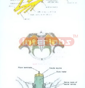 HANGING HUMAN PLEXUSES OF THE NECK, COCCYX AND PELVIS CAVITY