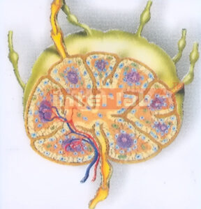 HUMAN LYMPH ANATOMICAL MODEL