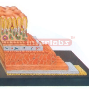 HUMAN STOMACH WALL STRUCTURE MODEL