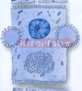 HUMAN HISTOLOGY MODEL (3)