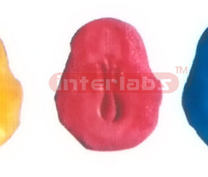 HUMAN MODEL OF THREE GEMINAL LAYER