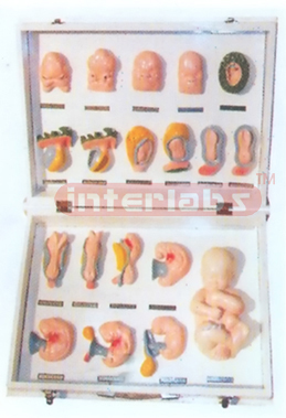 MODEL SHOWING FETUS FORM