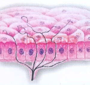 HUMAN FREE NERVE ENDING MODEL