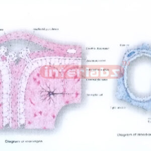 HUMAN MODEL SHOWING THE FORMATION OF SYNAPTIC VESICLE AND AXONAL TRANSPORT