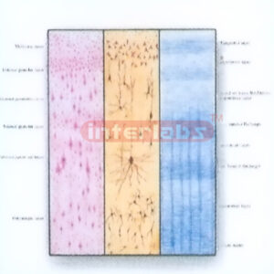 HUMAN MODEL OF SIX LAYERED STRUCTURE OF CEREBRAL CORTEX