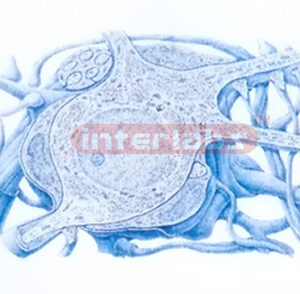 THREE DIMENSIONAL MODEL OF UTRASTRUCTURE OF SYMPHATIC GANGLION CELL