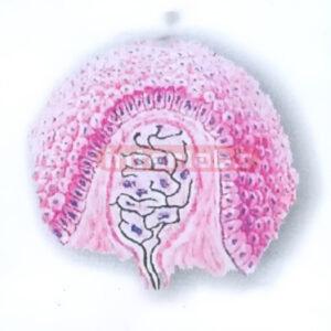 HUMAN TACTILE CORPUSCLE MODEL