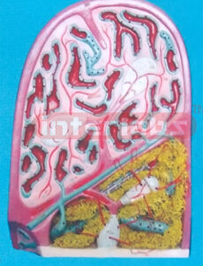 MICROSCOPIC STRUCTURE MODEL OF SPLEEN (A TYPE)