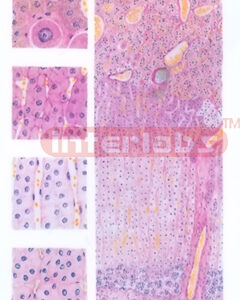 MICROSTRUCTURE OF ADRENAL GLAND MODEL