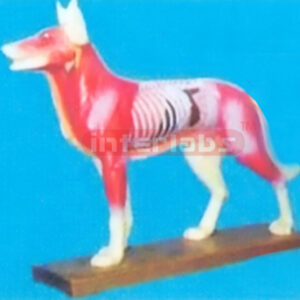 ANIMAL MODEL OF DOG