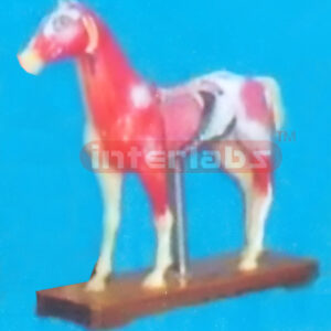 ANIMAL MODEL OF HORSE