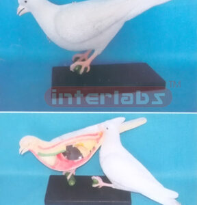 ANATOMICAL MODEL OF CRANE