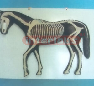 HANGING HORSE SKELECON MODEL