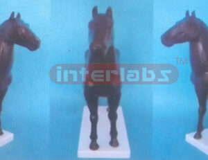 HORSE MODEL