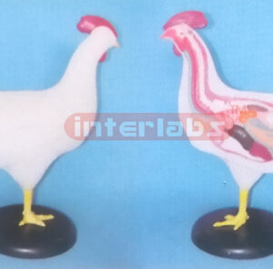 CHICKEN ANATOMICAL MODEL WITH BASE