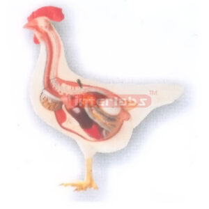 HANGING CHICKEN ANATOMICAL MODEL