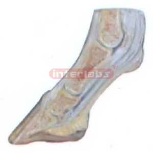 HANGING HORSE LOW BACK FOOT ANATOMICAL MODEL