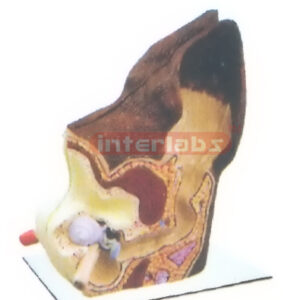 CANINE LEFT ANATOMICAL EAR MODEL
