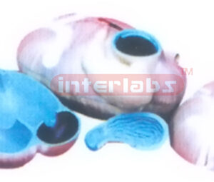 DISSECTION MODEL OF COW STOMACH