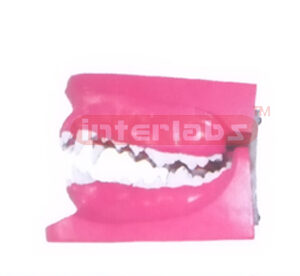CANINE DISEASE TEETH MODEL