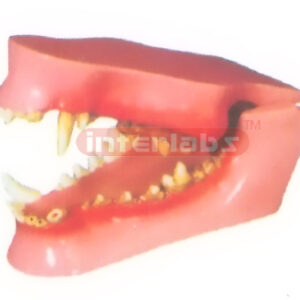 CANINE HEALTH TEETH MODEL