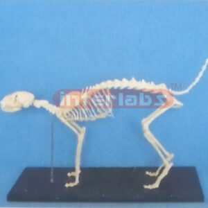 CAT SKELETON MODEL WITH PLASTIC STAND